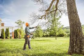 Best Tree Mulching  in Salton City, CA