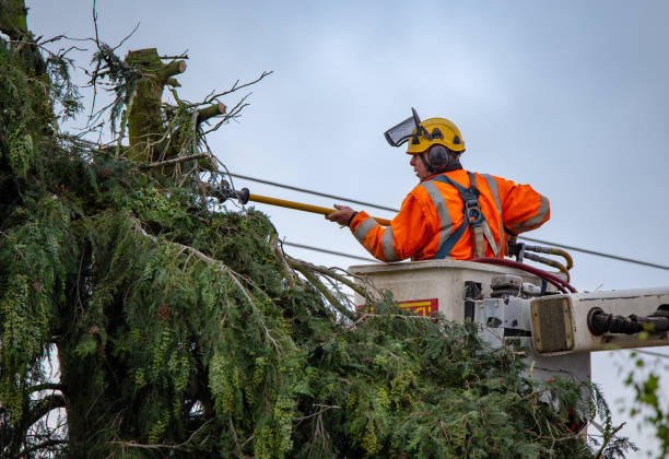 Best Utility Line Clearance  in Salton City, CA