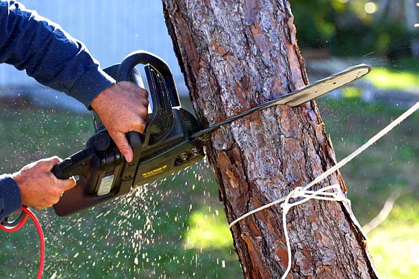 Best Utility Line Clearance  in Salton City, CA