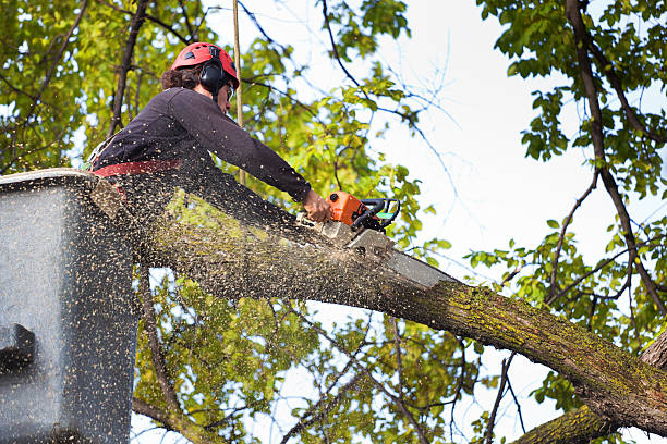 Best Tree Removal  in Salton City, CA