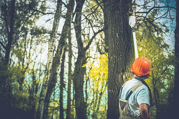 Best Leaf Removal  in Salton City, CA
